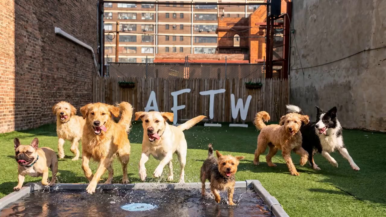 Dogs of every size splashing through the splash pad on the green turf of Allforthewag's Jersey City play yard